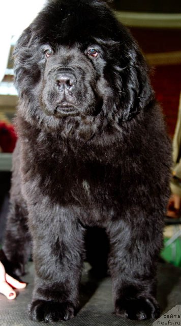 Фотография № 81552