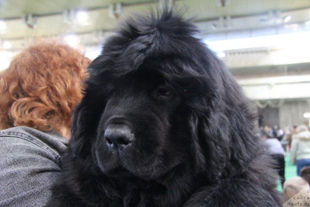 Фотография № 81567