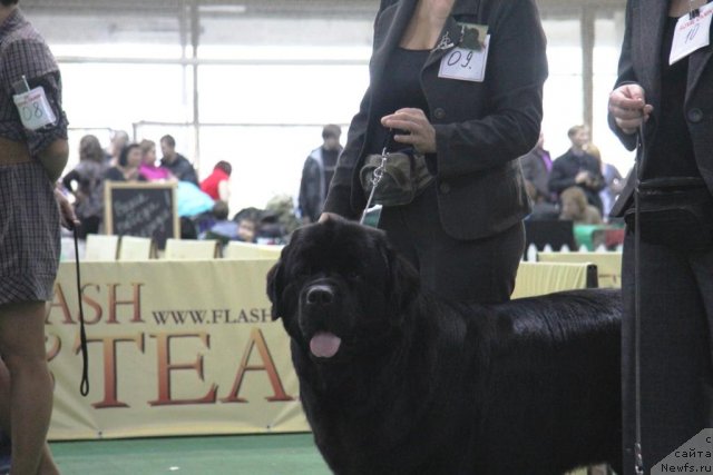 Фотография № 81577