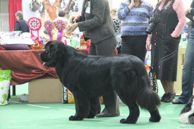 Фотография № 81579