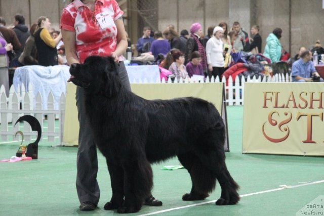 Фотография № 81596