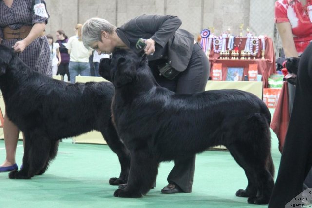 Фотография № 81601