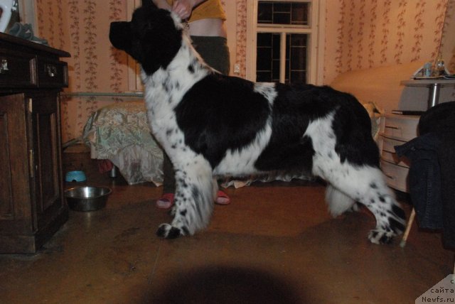 Фото: ньюфаундленд Mag Ispolin Carte Blanche for Piternyuf (Маг Исполин Карте Бланч фор Питерньюф)