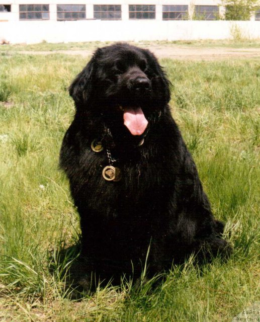 Фото: ньюфаундленд YAdonis Adrif Varbay (Ядонис Адриф Варбай)