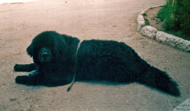 Фото: ньюфаундленд YAdonis Adrif Varbay (Ядонис Адриф Варбай)