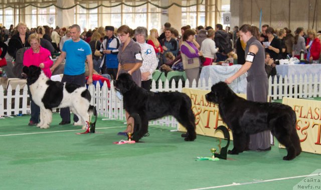 Фото: ньюфаундленд Threeponds Right Way, ньюфаундленд Dar Svezy Ustas Sagittarius (Дар Свезы Юстас Сагиттариус), ньюфаундленд Rain Coast You Too