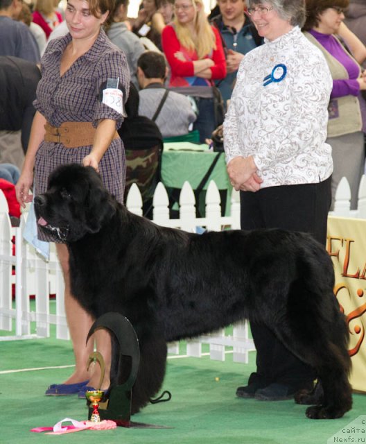 Фото: ньюфаундленд Dar Svezy Ustas Sagittarius (Дар Свезы Юстас Сагиттариус)