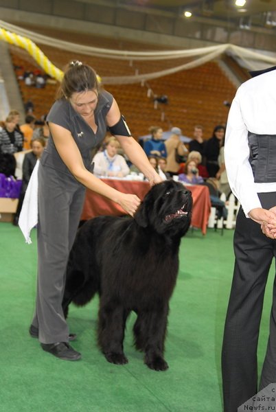 Фото: ньюфаундленд Woligord Lifeguard iz Volotova