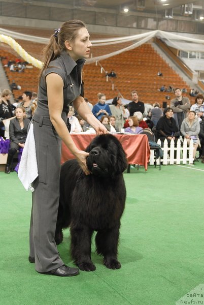 Фото: ньюфаундленд Woligord Lifeguard iz Volotova