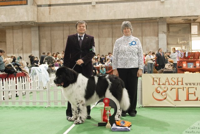 Фото: ньюфаундленд Daanich Shahmatny Oskar (Даанич Шахматный Оскар)