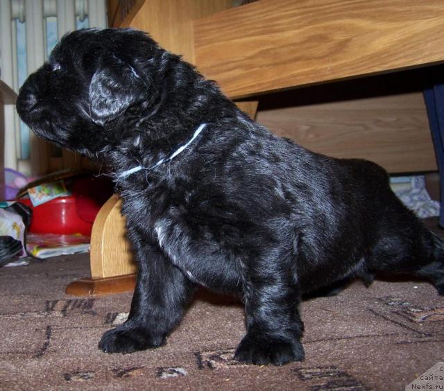 Фото: ньюфаундленд Akvatoriya Kelvin Zigmund (Акватория Келвин Зигмунд)