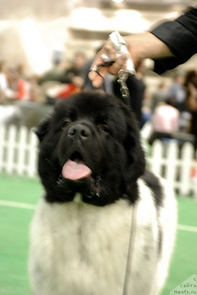 Фотография № 81677