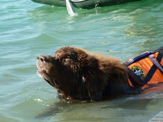 Фото: ньюфаундленд YUdjin s Berega Dona (Юджин с Берега Дона)