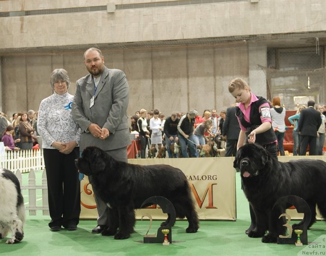 Фото: ньюфаундленд Mississippi-Missouri Goodie Midnight Lady, ньюфаундленд Pchiolkin Dom Veniamin (Пчёлкин Дом Вениамин)