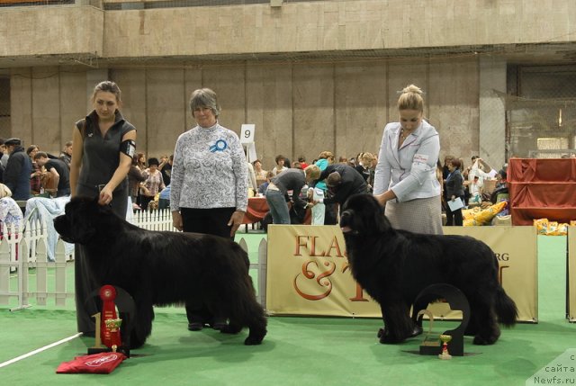 Фото: ньюфаундленд Beginning With Glory iz Volotova, ньюфаундленд Just For My Heart Midnight Bear