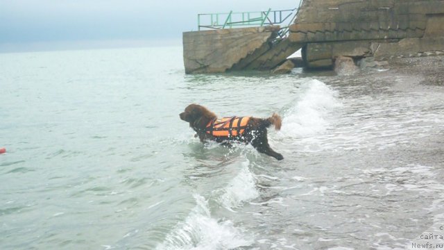 Фото: ньюфаундленд YUdjin s Berega Dona (Юджин с Берега Дона)