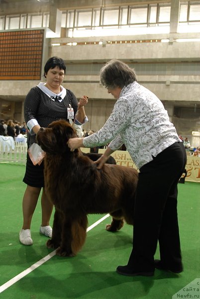 Фото: ньюфаундленд Aetna vom Riesrand (Aetna vom Riesrand)