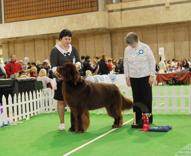 Фото: ньюфаундленд Aetna vom Riesrand (Aetna vom Riesrand)