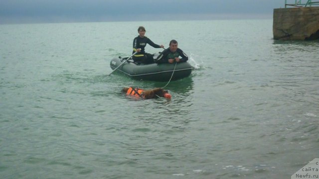 Фото: ньюфаундленд YUdjin s Berega Dona (Юджин с Берега Дона), Anastasiya Kormakova (Анастасия Кормакова), vitalik