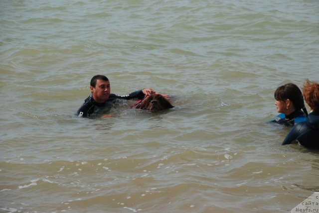 Фото: ньюфаундленд YUdjin s Berega Dona (Юджин с Берега Дона), Vitalik