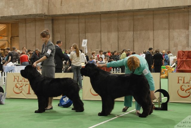 Фото: ньюфаундленд Sent Djons Forrest Gump (Сент Джонс Форрест Гамп), ньюфаундленд Aquatoriya Kelvin Kilimandzharo (Акватория Келвин Килиманджаро)