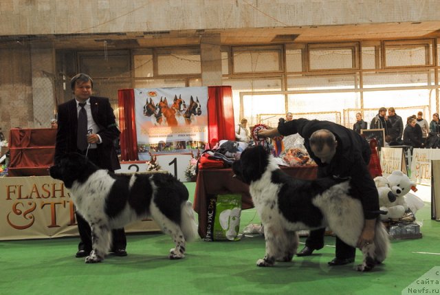 Фото: ньюфаундленд Daanich Shahmatny Oskar (Даанич Шахматный Оскар), ньюфаундленд Rosa Mollis Baby Scratch My Back