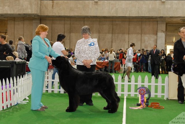 Фото: ньюфаундленд Aquatoriya Kelvin Kilimandzharo (Акватория Келвин Килиманджаро)