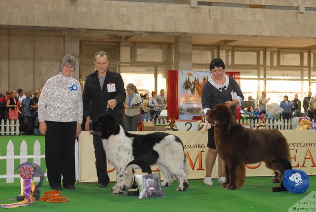 Фото: ньюфаундленд Rosa Mollis Baby Scratch My Back, ньюфаундленд Aetna vom Riesrand (Aetna vom Riesrand)