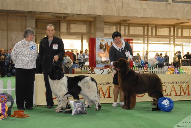 Фото: ньюфаундленд Rosa Mollis Baby Scratch My Back, ньюфаундленд Aetna vom Riesrand (Aetna vom Riesrand)