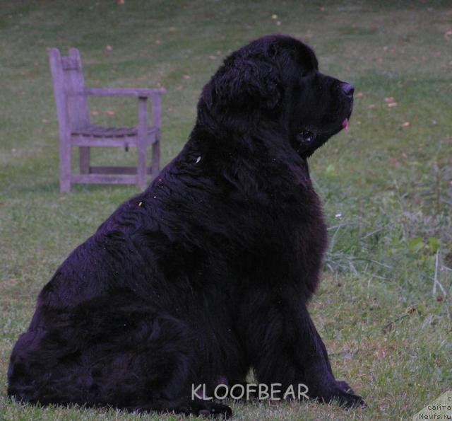 Фото: ньюфаундленд Kloofbears Midnight Sun
