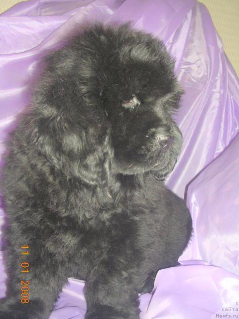 Фото: ньюфаундленд Zholli Wonderfull iz Medvejyego Yara (Жолли Вандерфулл из Медвежьего Яра)