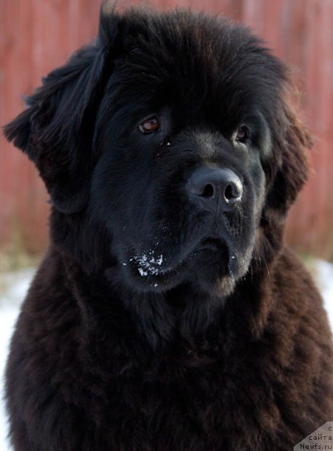 Фото: ньюфаундленд Osoba Statnaya iz Medvej'ego YAra (Особа Статная из Медвежьего Яра)
