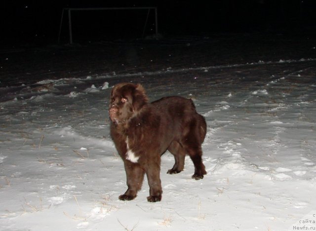Фото: ньюфаундленд Obush SHed YAntarnyiy Poceluy (Обуш Шед Янтарный Поцелуй)