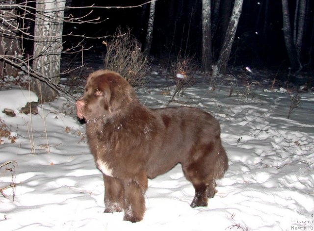 Фото: ньюфаундленд Obush SHed YAntarnyiy Poceluy (Обуш Шед Янтарный Поцелуй)