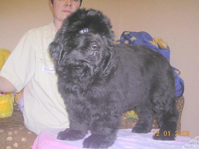 Фото: ньюфаундленд Zholli Wonderfull iz Medvejyego Yara (Жолли Вандерфулл из Медвежьего Яра)