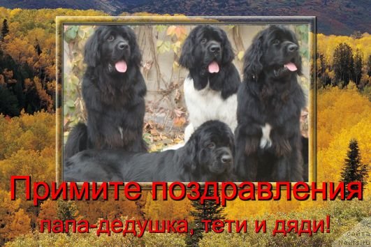 Фотография № 81794