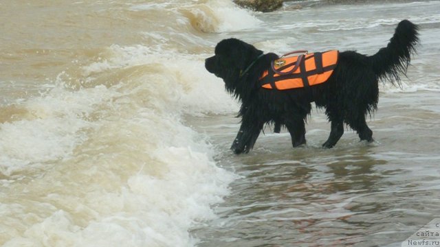 Фотография № 81806