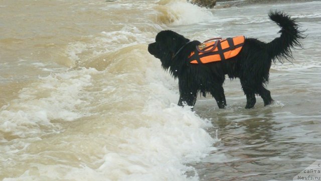 Фото: ньюфаундленд Myedjikal Oushen Dip Lav (Мэджикал Оушен Дип Лав)