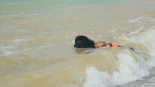 Фото: ньюфаундленд Myedjikal Oushen Dip Lav (Мэджикал Оушен Дип Лав)