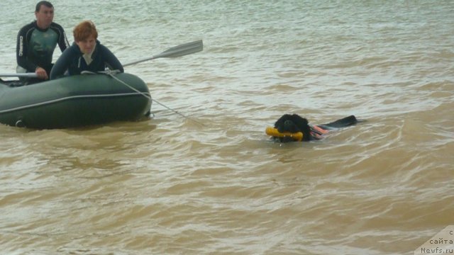 Фото: ньюфаундленд Myedjikal Oushen Dip Lav (Мэджикал Оушен Дип Лав), Irina Dolotova (Ирина Долотова), Vitalik