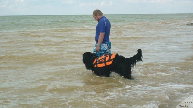 Фото: ньюфаундленд Myedjikal Oushen Dip Lav (Мэджикал Оушен Дип Лав)