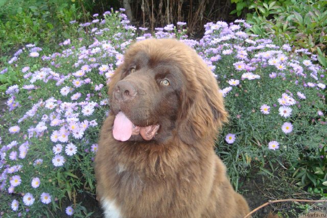 Фото: ньюфаундленд Aquatoriya Kelvin Rise After Me (Акватория Келвин Райз Афтэ Ми)