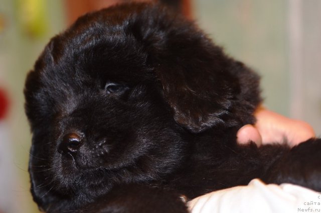 Фото: ньюфаундленд Primadonna Klimskaya (Примадонна Климская)