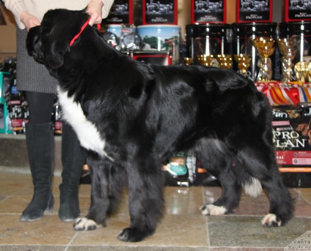 Фото: ньюфаундленд Ikona Stilya (Икона Стиля)