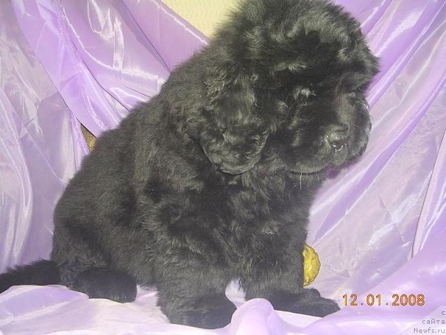 Фото: ньюфаундленд Janr YEksklyuziv iz Medvej'ego YAra (Жанр Эксклюзив из Медвежьего Яра)