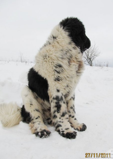 Фото: ньюфаундленд Super Bizon Ekaterinburg (Супер Бизон Екатеринбург)