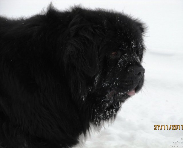 Фото: ньюфаундленд Ih Vyisochestvo Vladlena Madjiks (Их Высочество Владлена Маджикс)