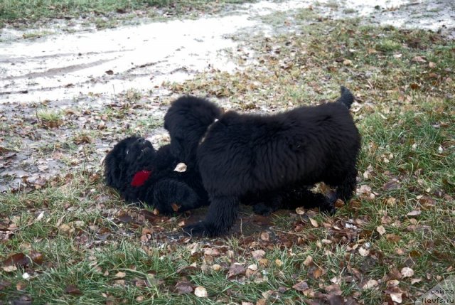 Фотография № 81879