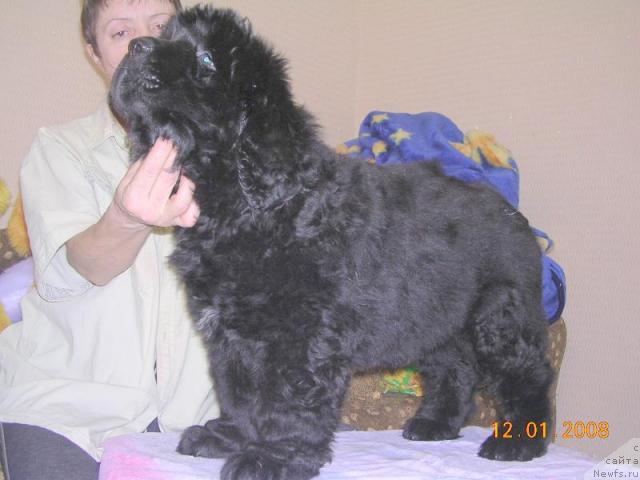 Фото: ньюфаундленд Janr YEksklyuziv iz Medvej'ego YAra (Жанр Эксклюзив из Медвежьего Яра)