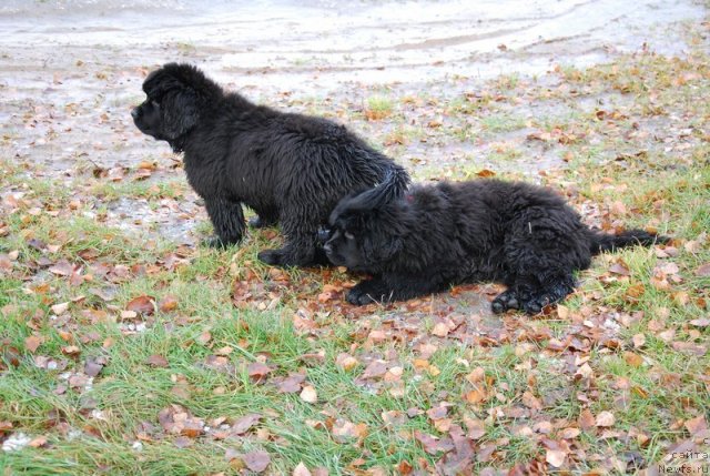 Фотография № 81880